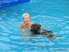 Oudduitse Herder Aiki zwemt